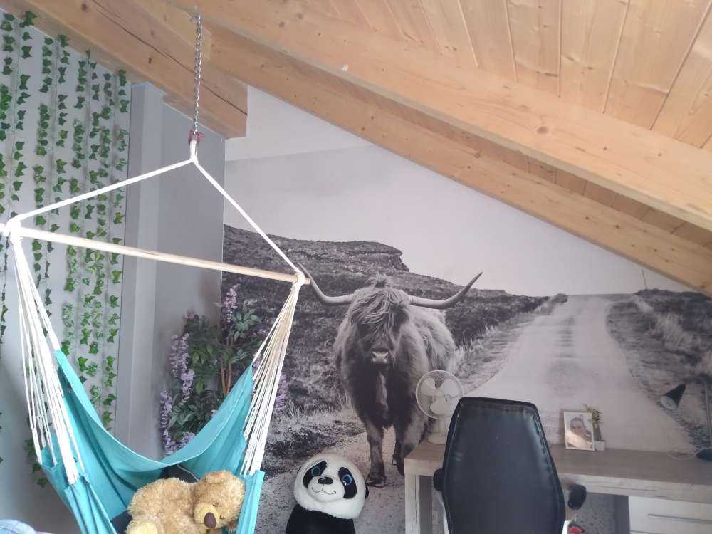 Szkocka rasa wyżynna na drodze