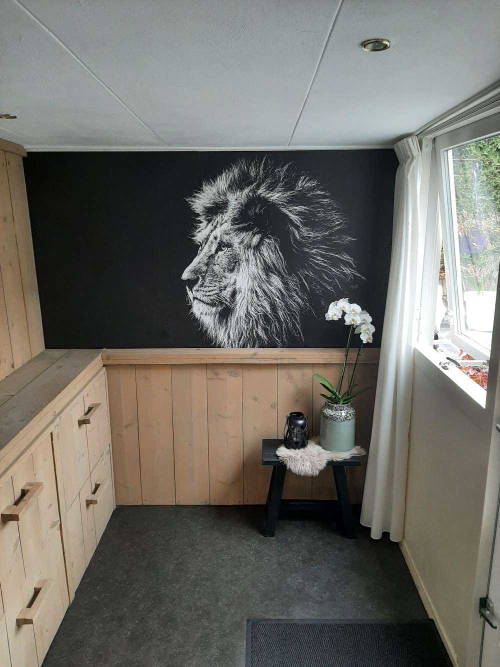 Lew z niebieskimi oczami