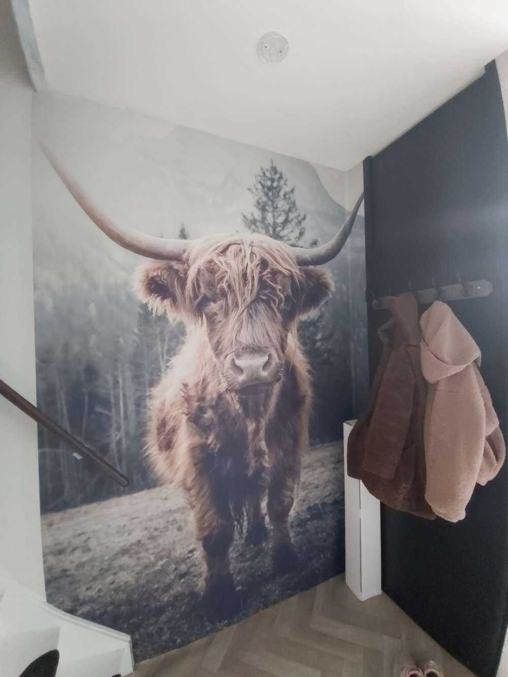 Szkocka rasa wyżynna przy lesie