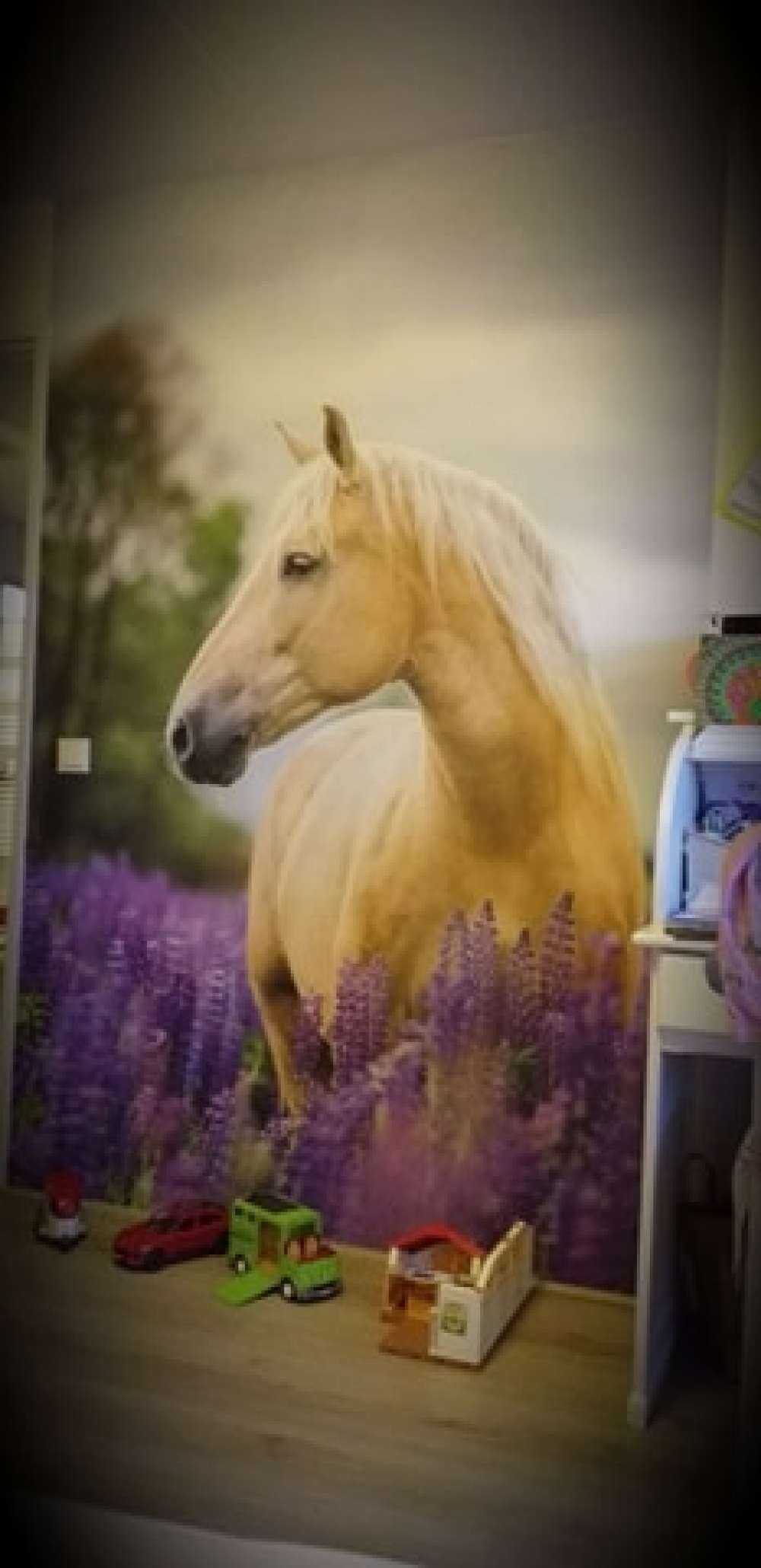 Koń między lawendą