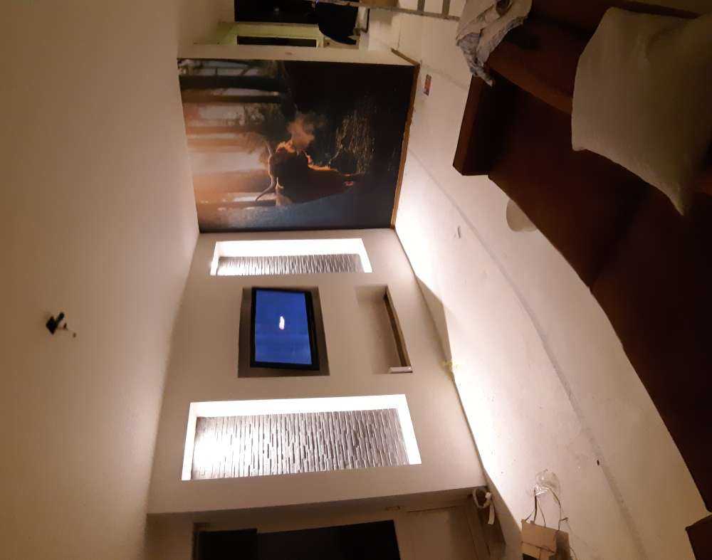 Szkocki byk w porannym świetle