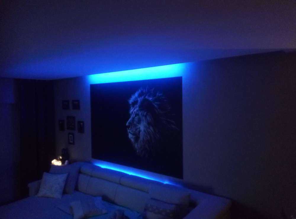 Lew z niebieskimi oczami