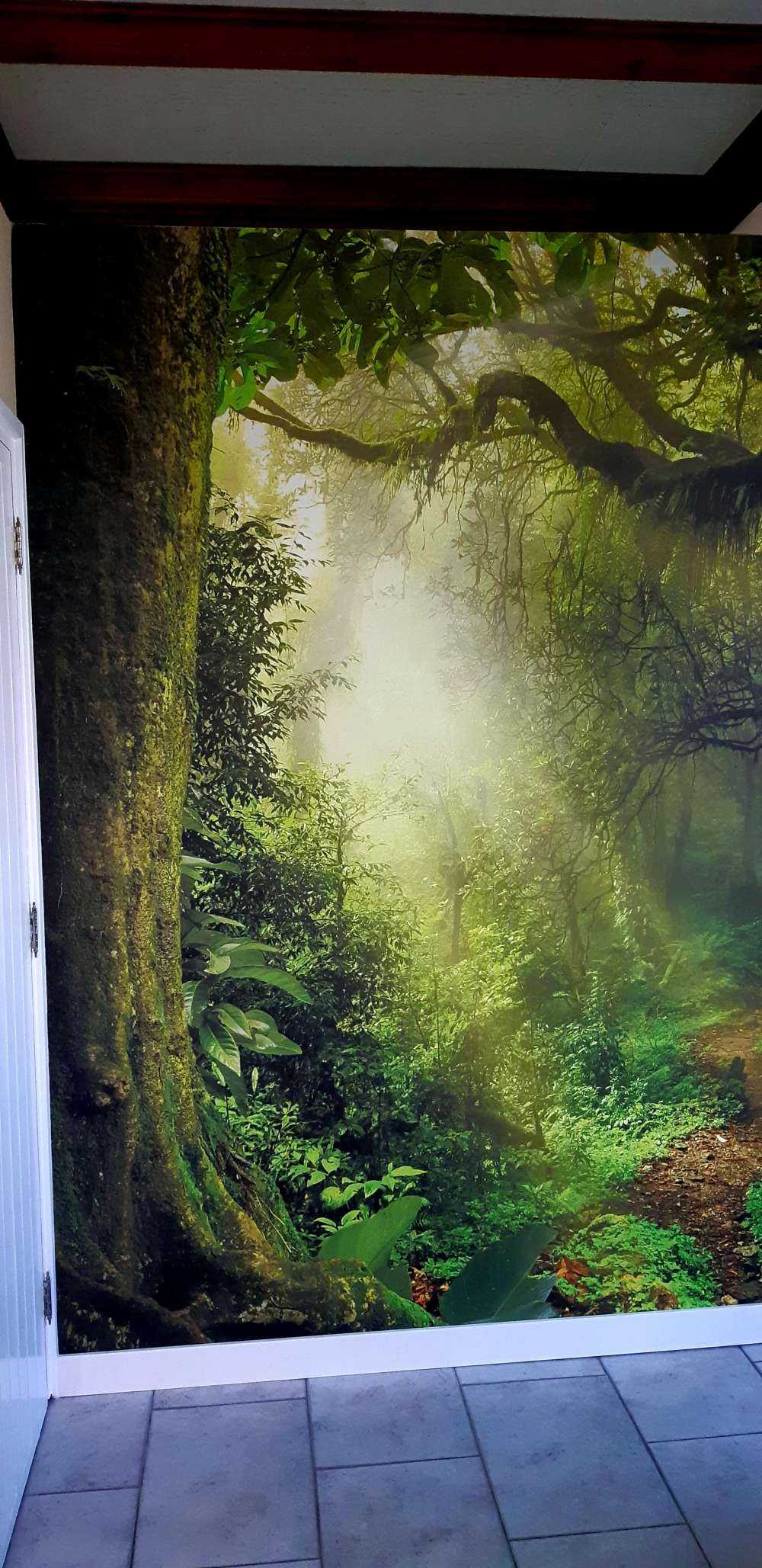 Dżungla z promieniami słońca