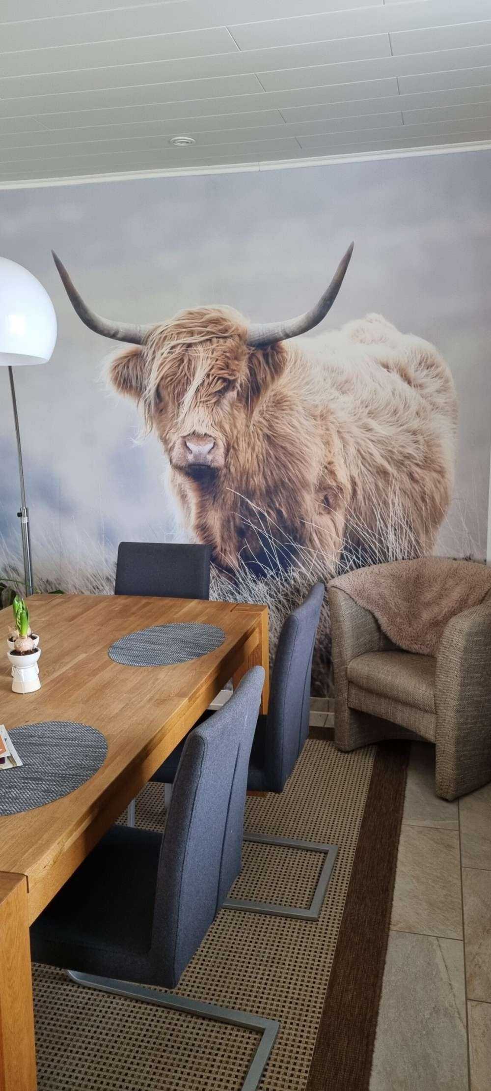 Szkocka rasa wyżynna w przyrodzie