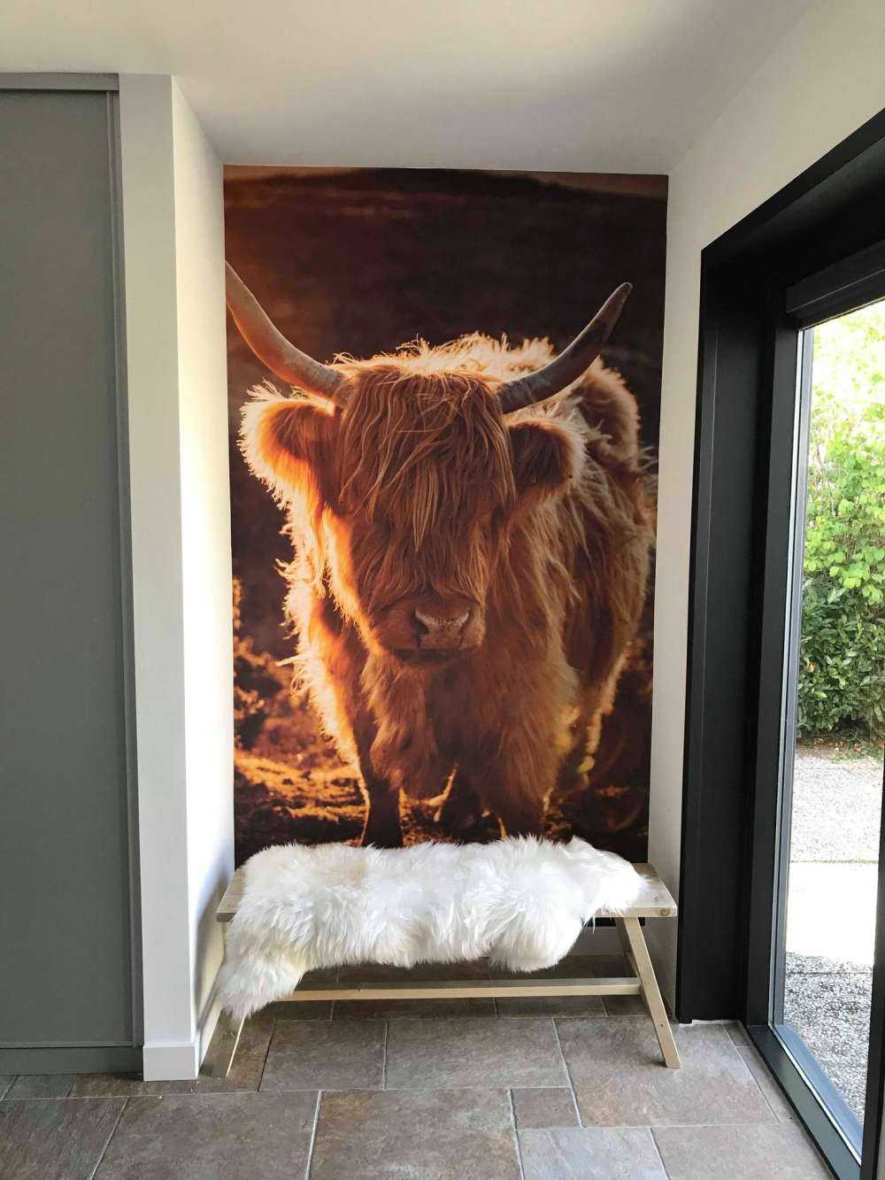 Szkocki wyżyn w słońcu