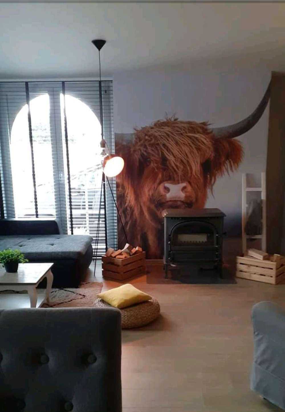 Szkocki wyżyn w roli głównej