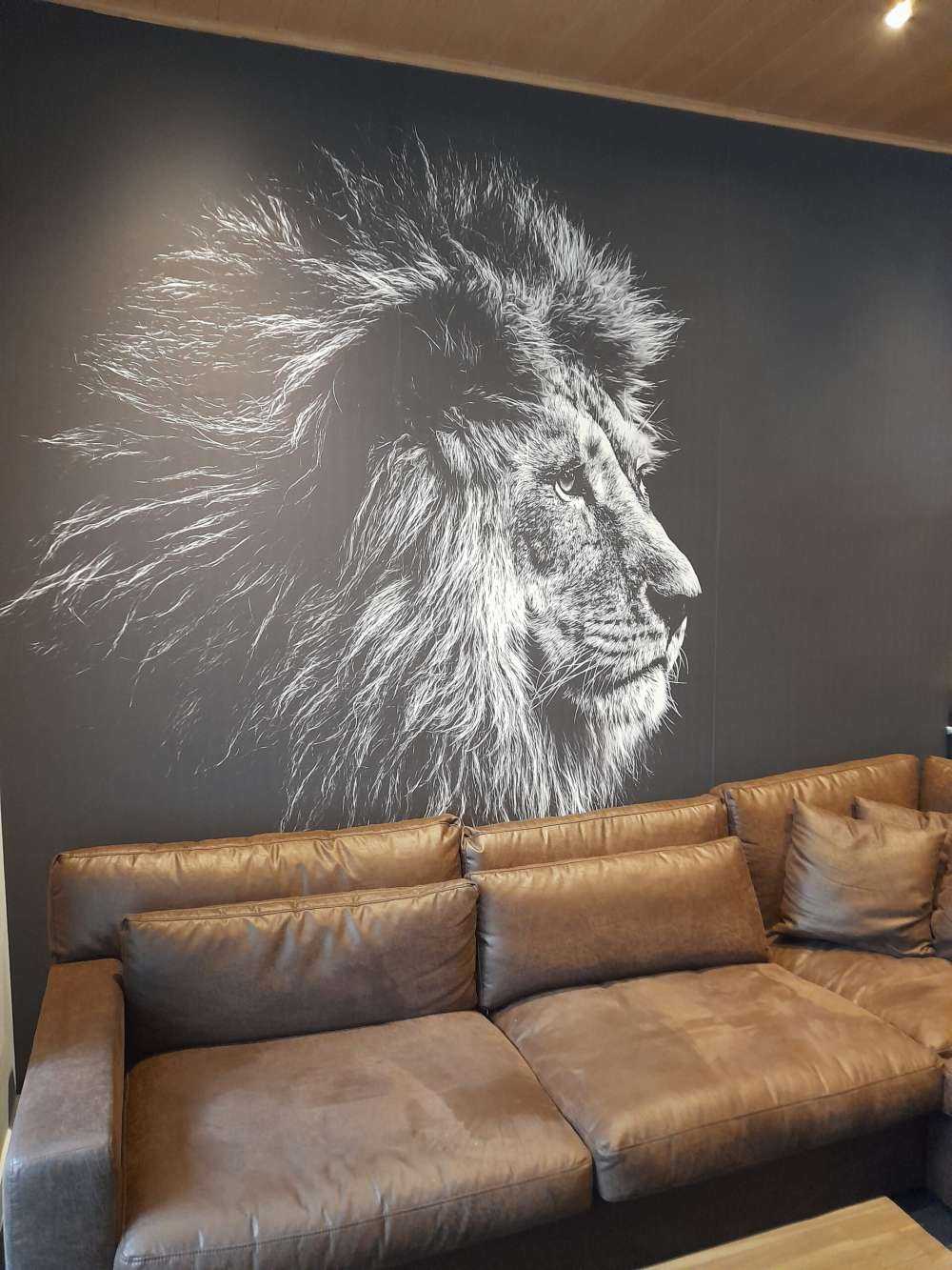 Lew z niebieskimi oczami