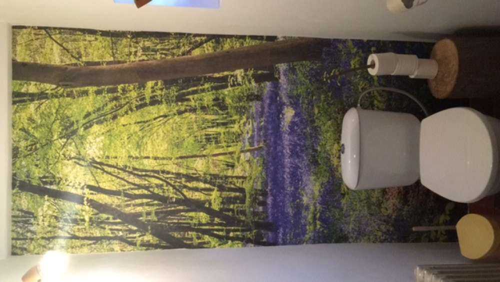 Las w blasku słońca