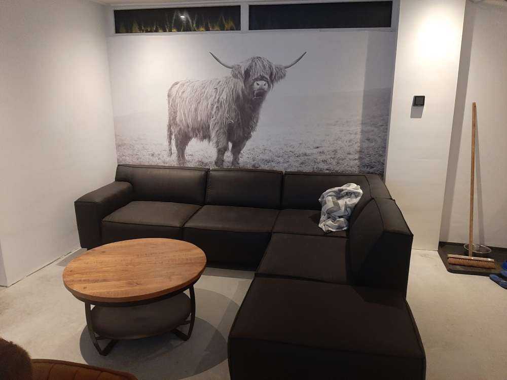 Szkocka rasa wyżynna w trawie