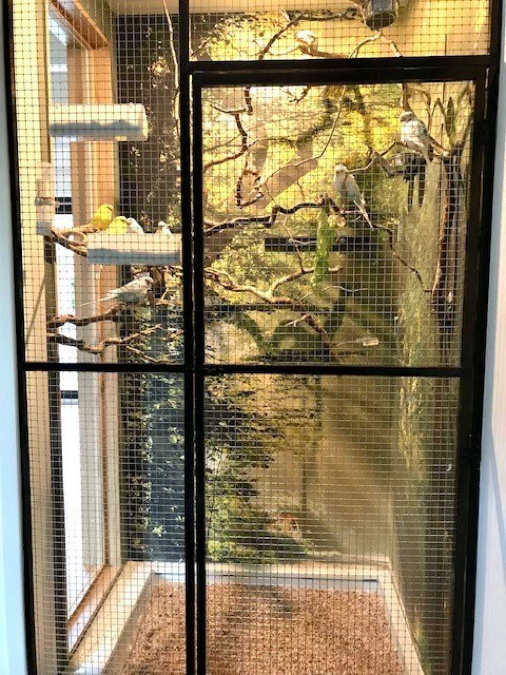 Promienie słońca przez drzewa