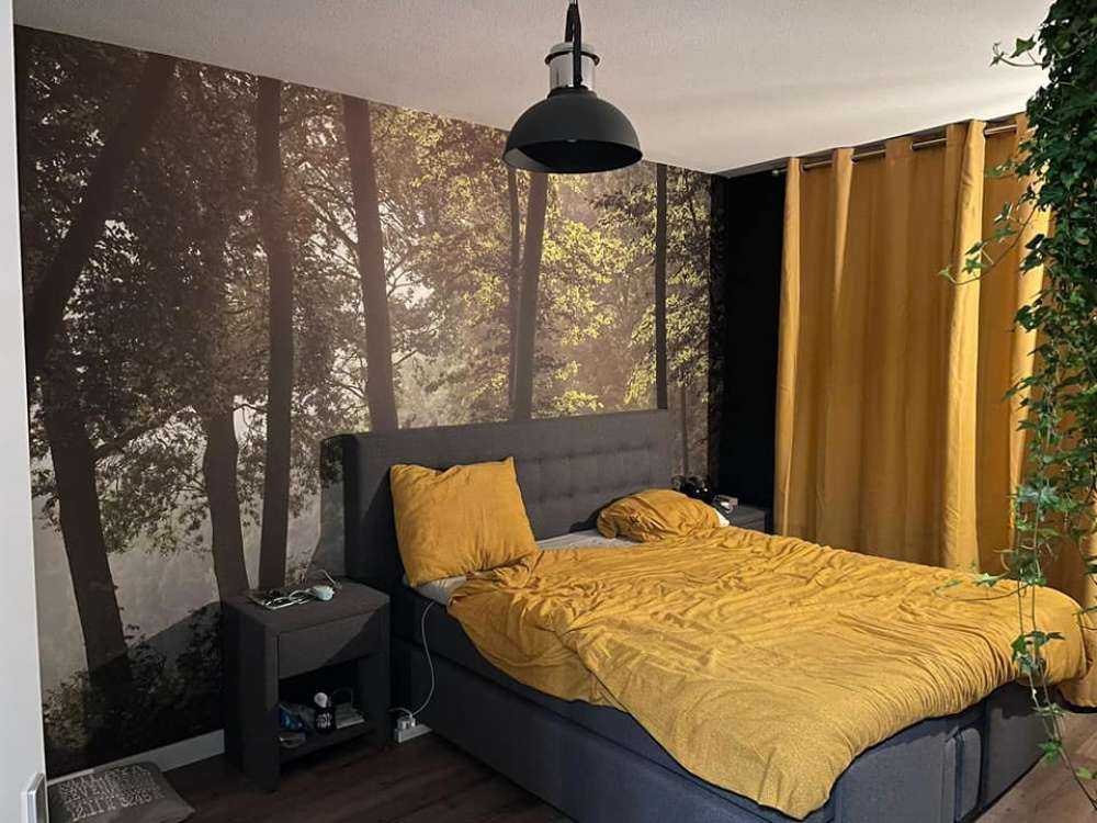 Las w porannym słońcu