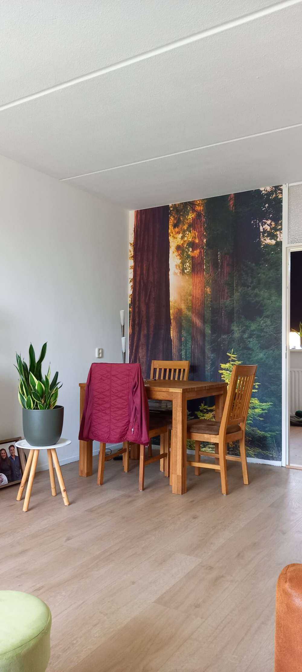 Światło słoneczne między drzewami mahoniowymi