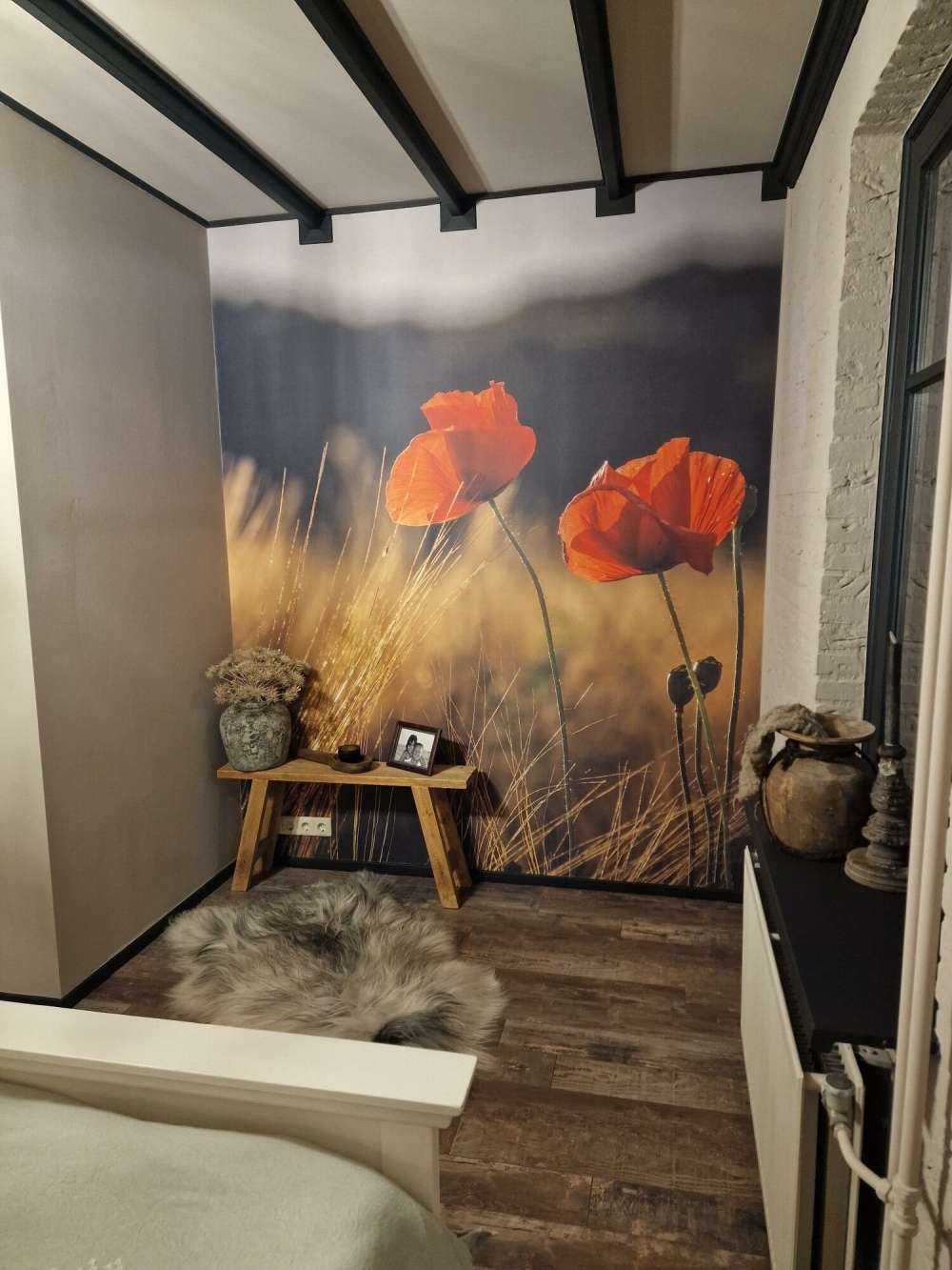 Maki na polu pszenicy