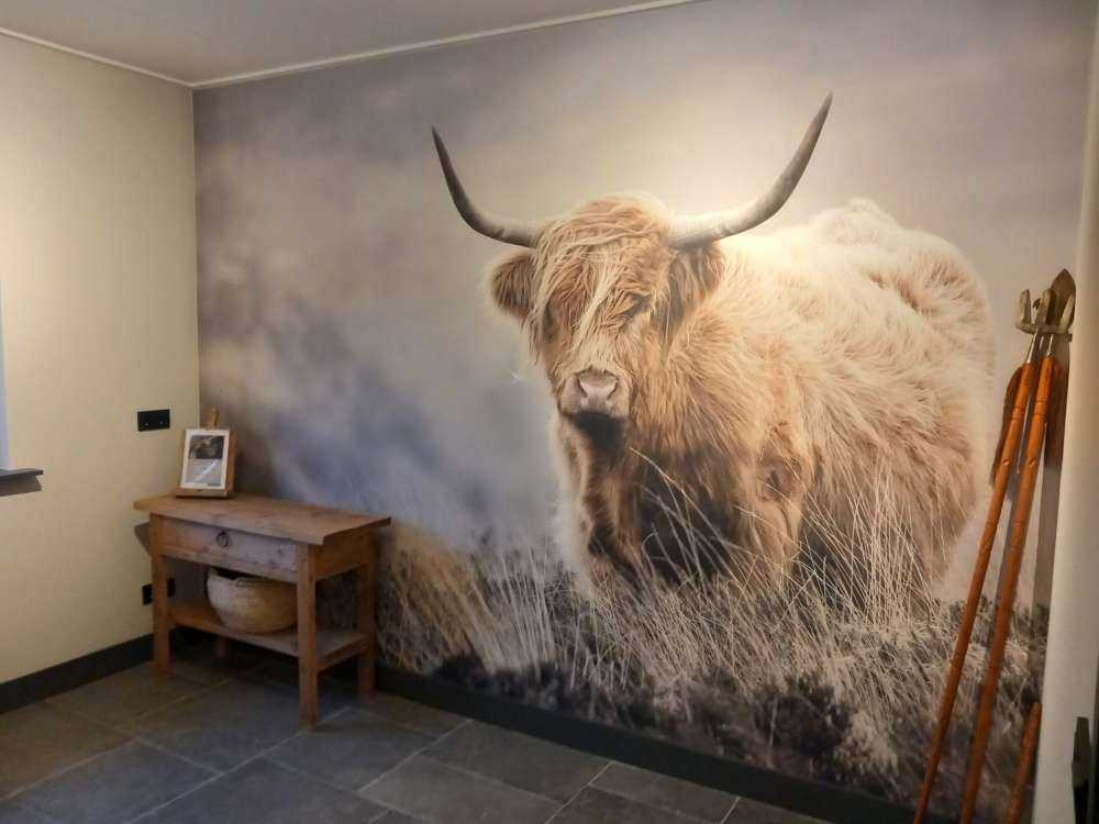 Szkocka rasa wyżynna w przyrodzie