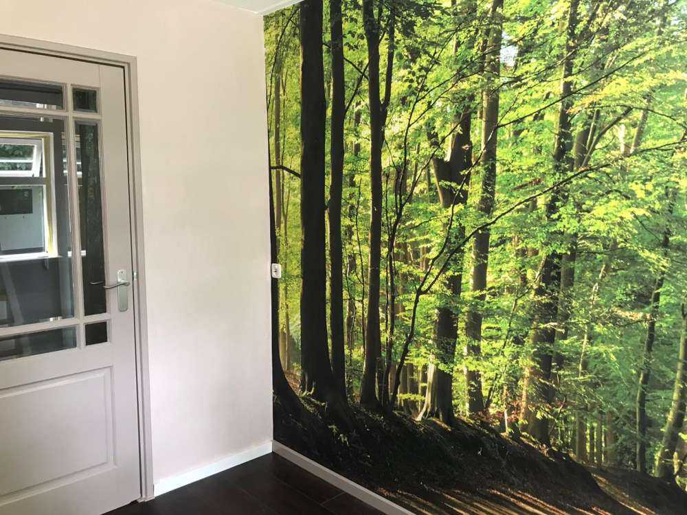 Słoneczna droga przez las