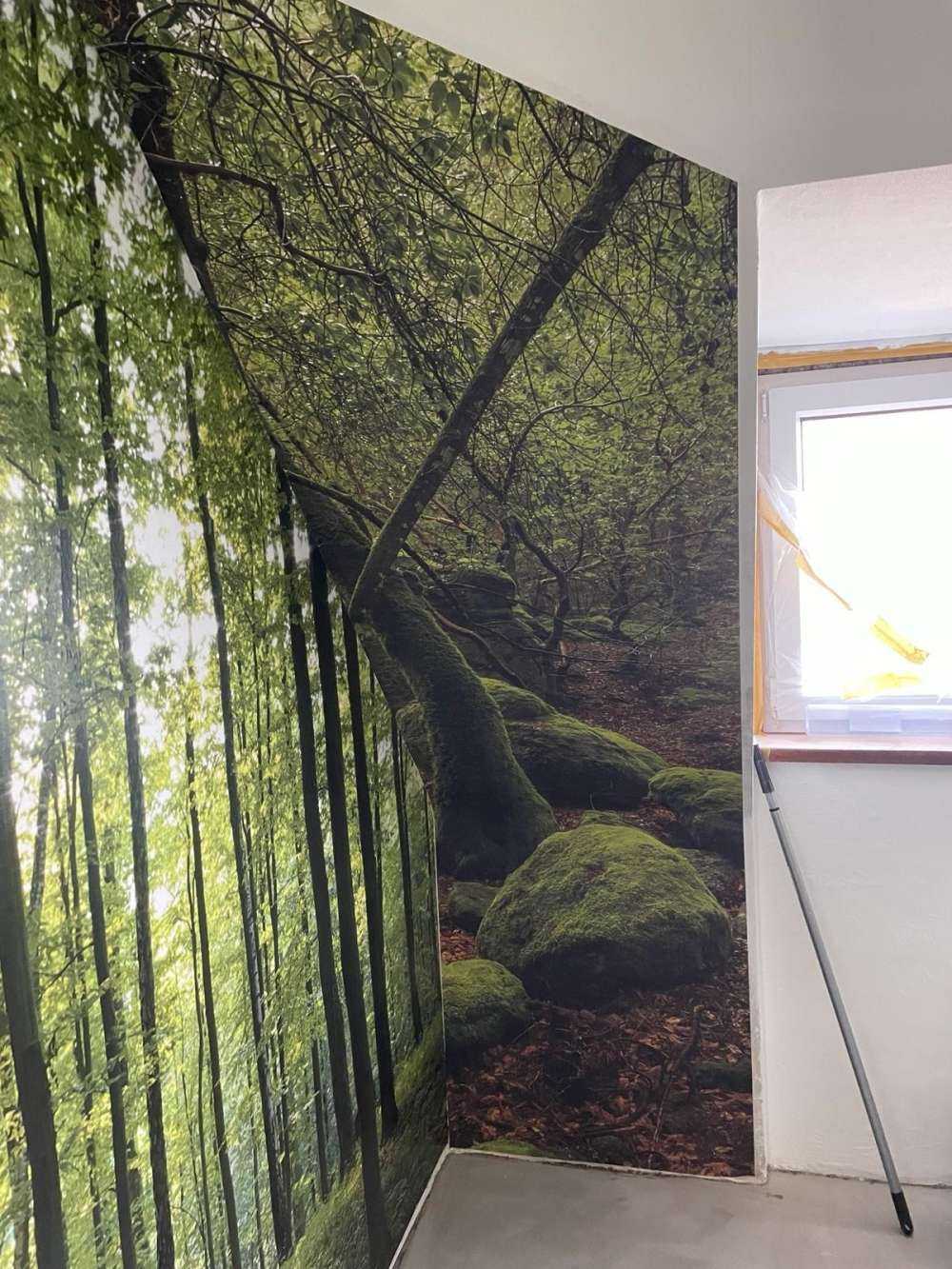 Drzewa i kamienie mchowe