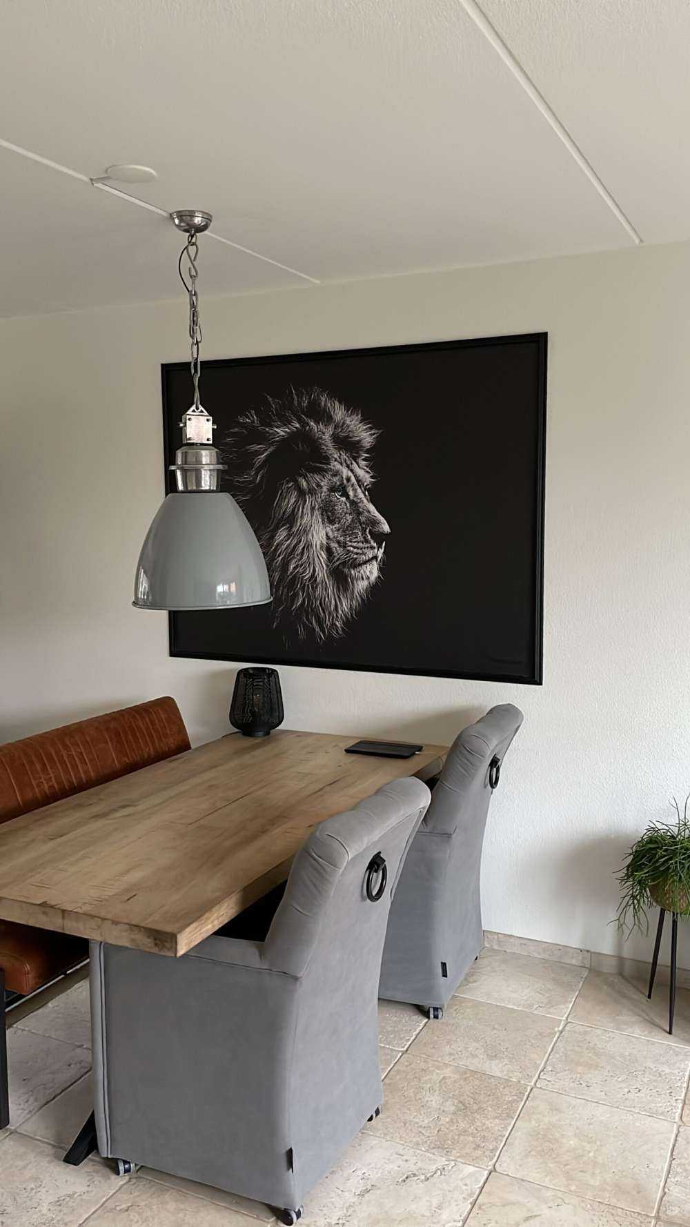 Lew z niebieskimi oczami