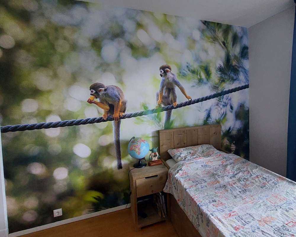 Małpy wiewiórki na linie