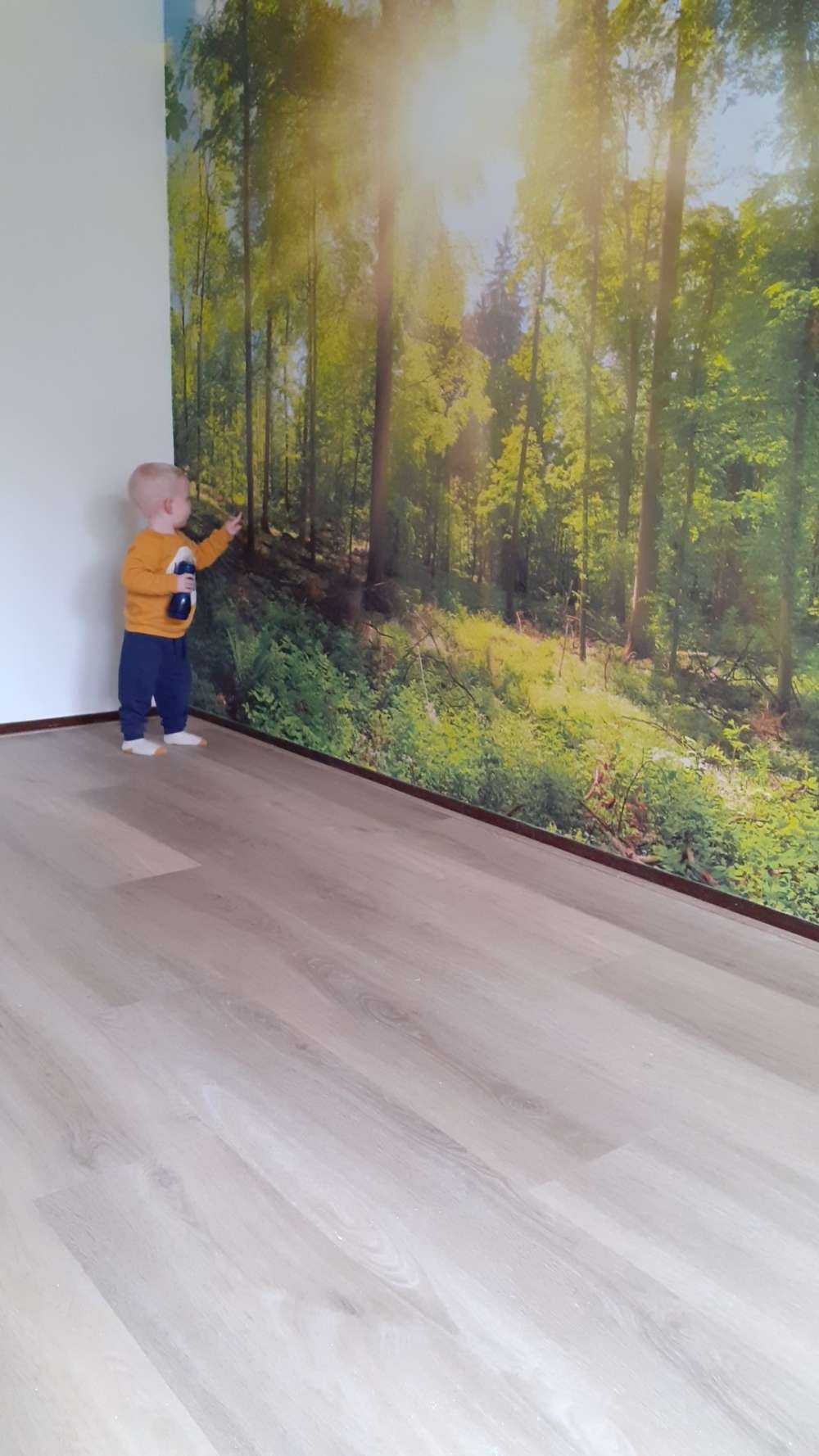 Las z promieniami słonecznymi