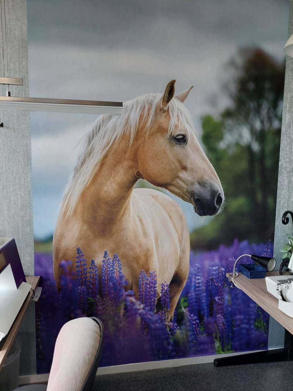 Koń między lawendą