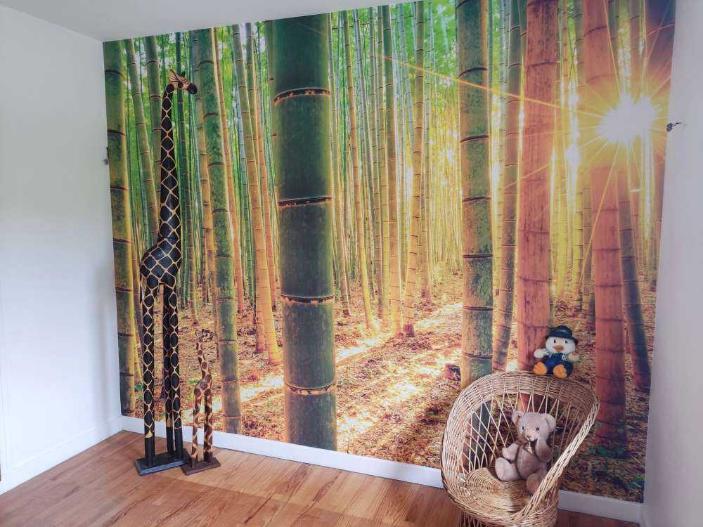 Las bambusowy o wschodzie słońca