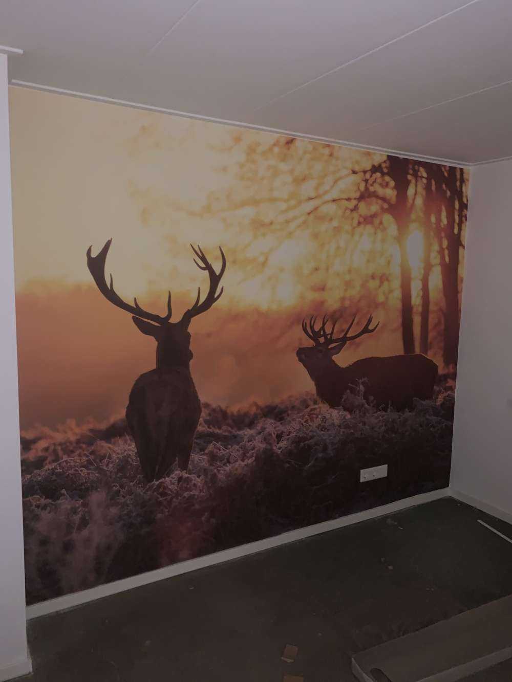 Jeleń o zachodzie słońca