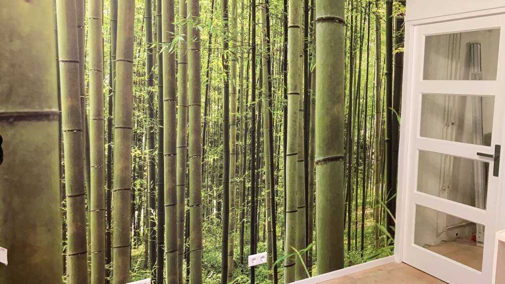 W środku lasu bambusowego