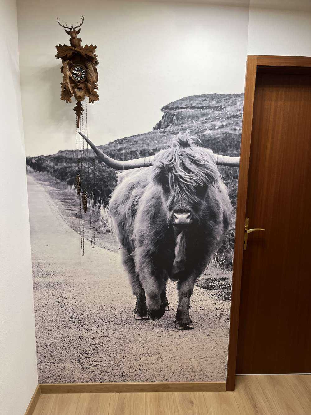 Szkocka rasa wyżynna na drodze