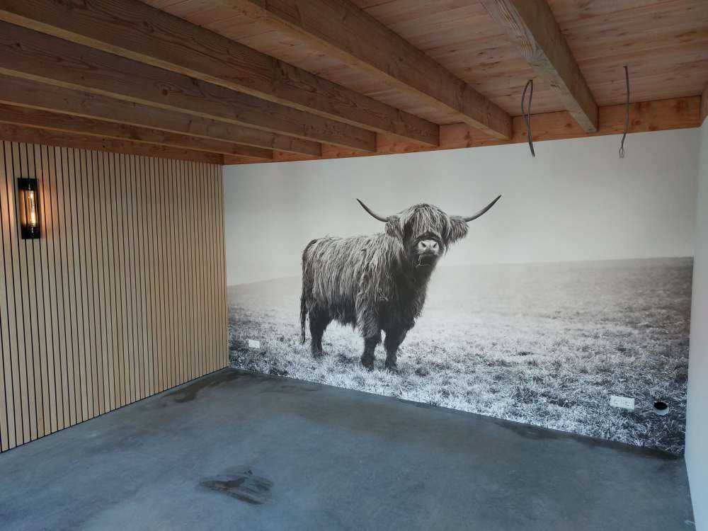 Szkocka rasa wyżynna w trawie