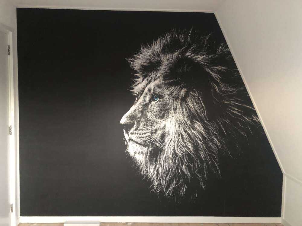 Lew z niebieskimi oczami