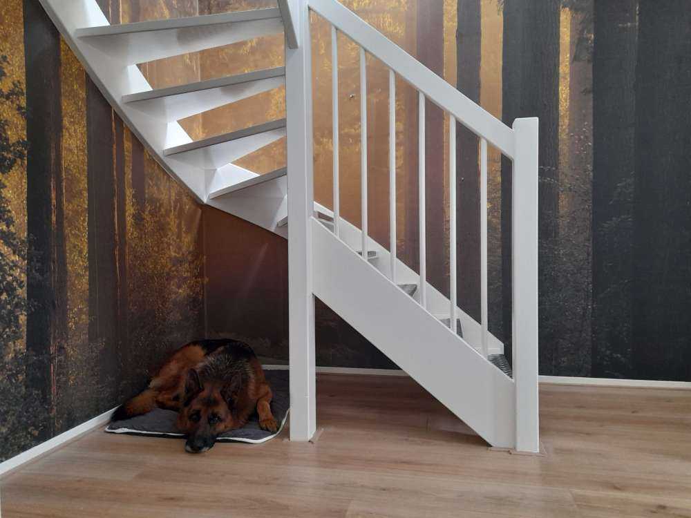 Wschód słońca w drodze przez las