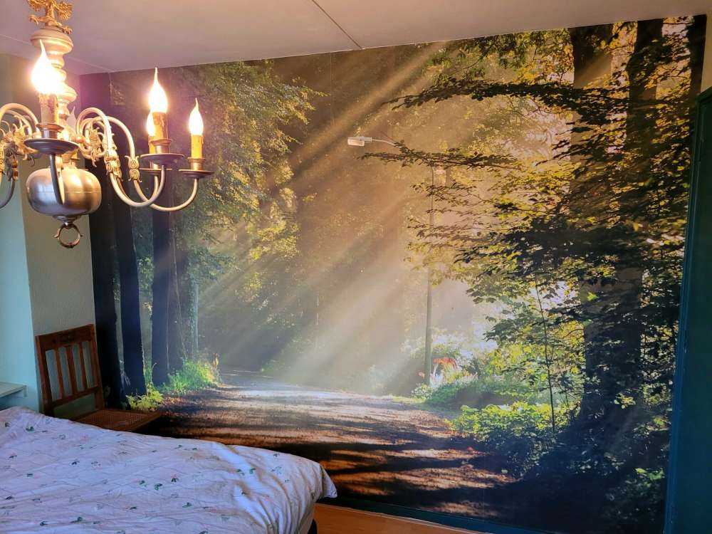 Promienie słońca przez drzewa