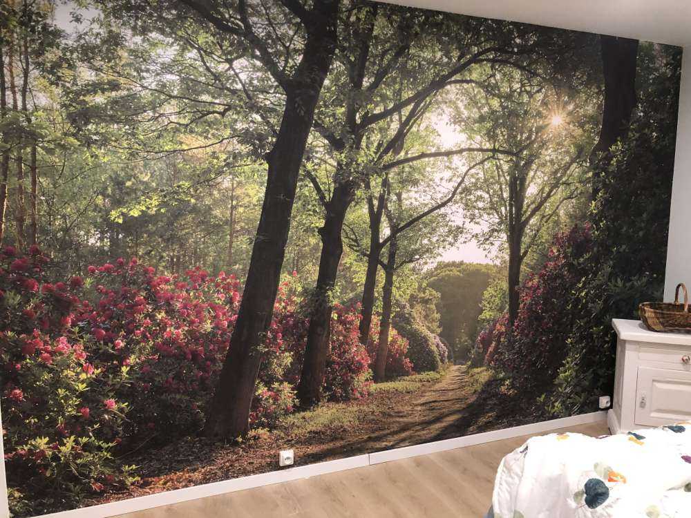 Wschód słońca na ścieżce z rododendronami