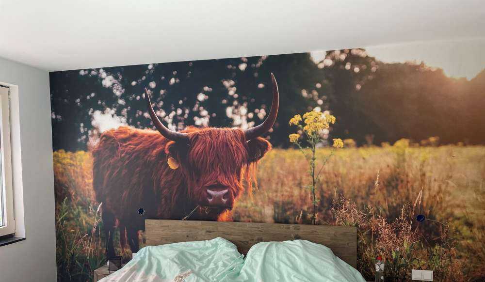 Szkocki wyżyn w wysokiej trawie