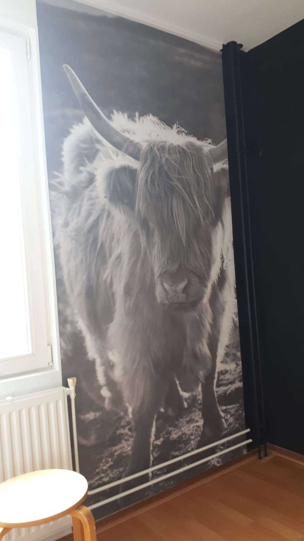 Szkocki wyżyn w słońcu