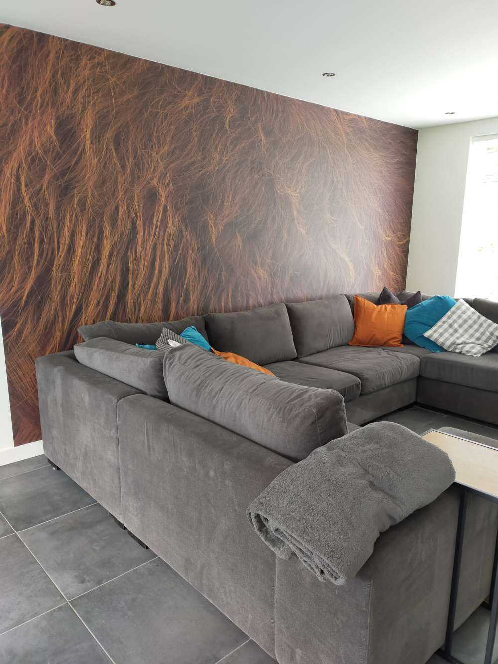 Sierść szkockiego wyżynna