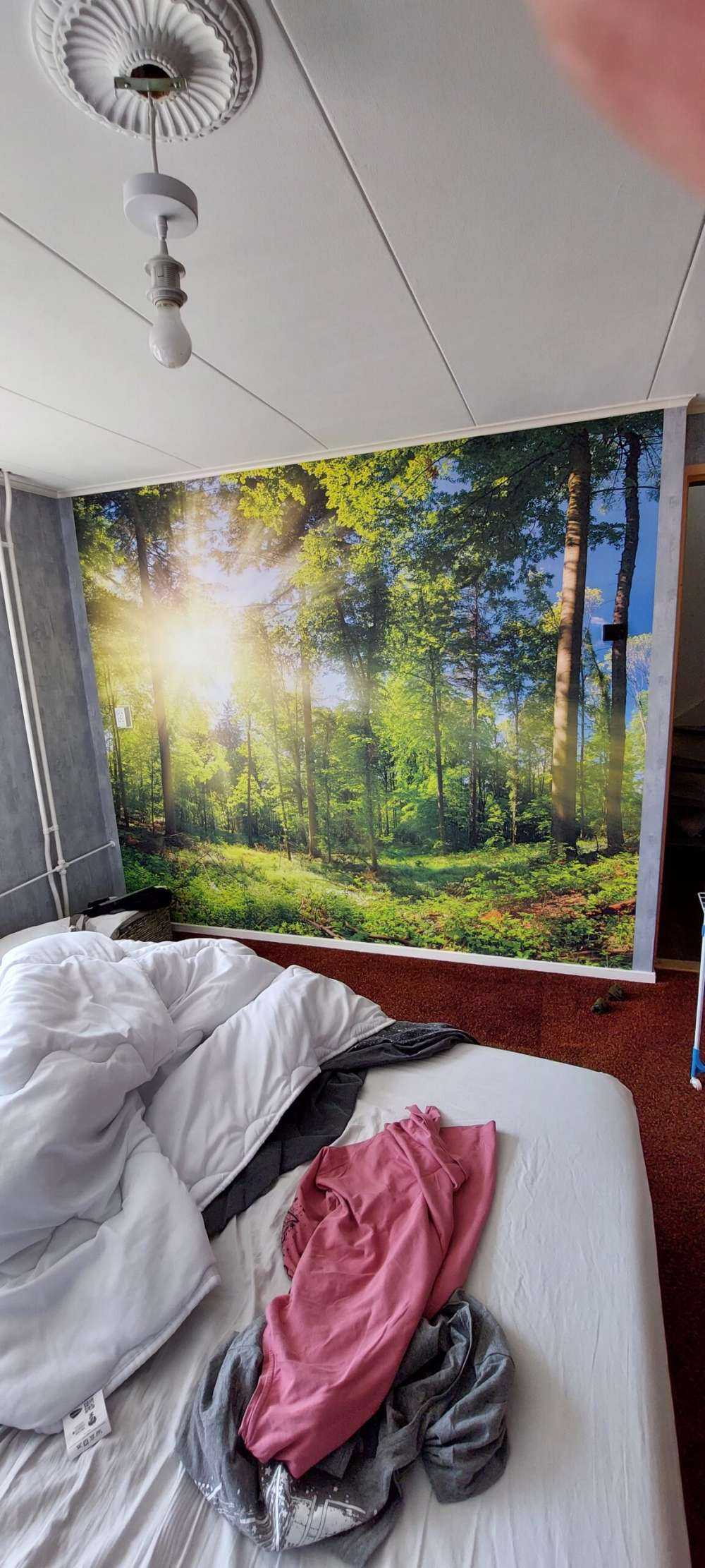 Las z promieniami słonecznymi