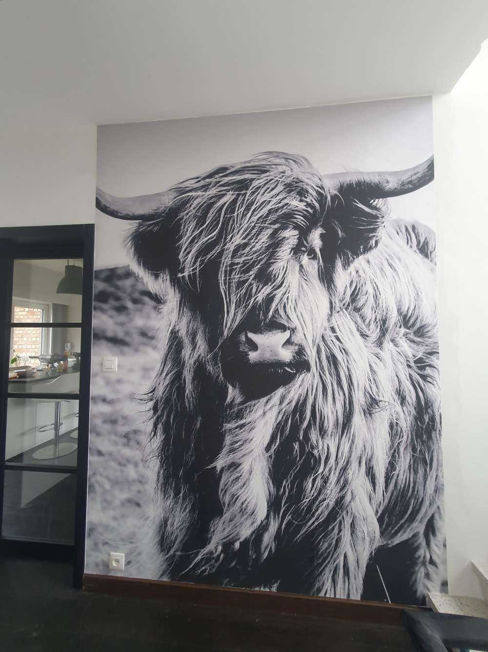 Szkocka rasa wyżynna w czerni i bieli