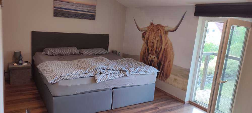 Zbliżenie na szkocką rasę wyżynna