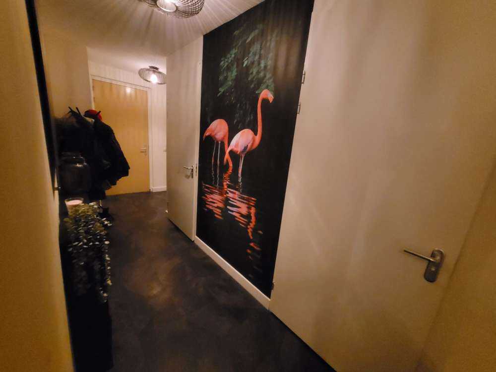 Dwa karaibskie flamingi