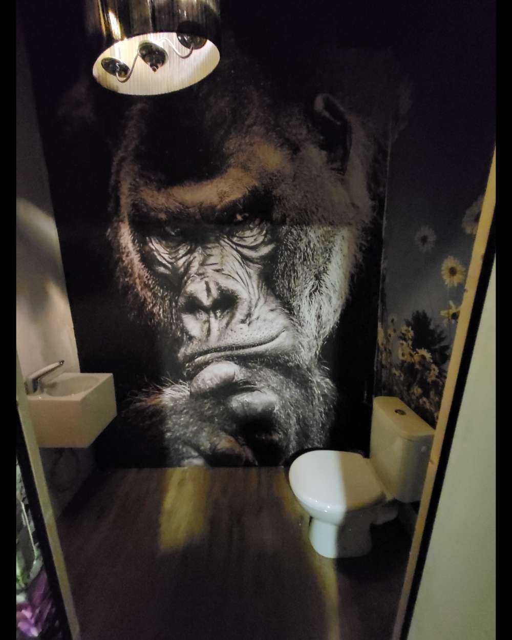 Zbliżone zdjęcie goryla