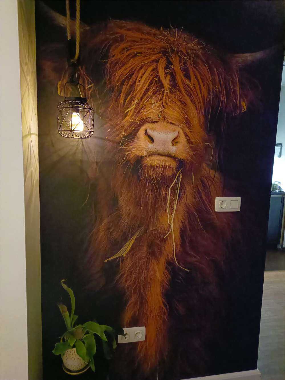 Portret szkockiego wyżynna