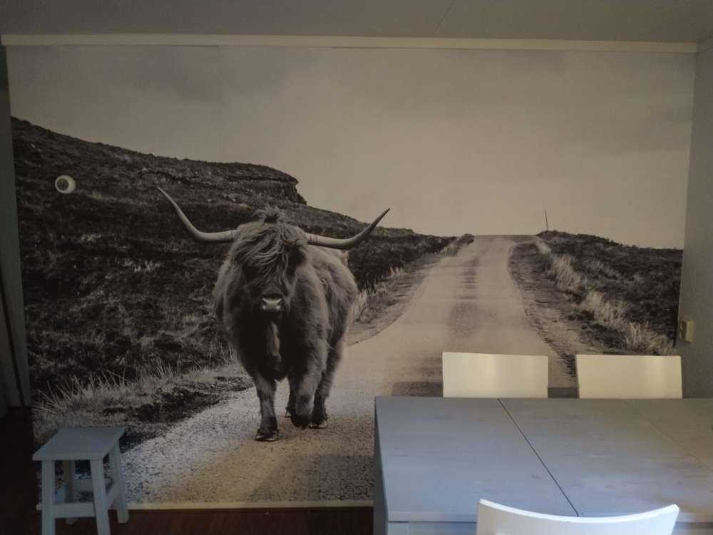 Szkocka rasa wyżynna na drodze