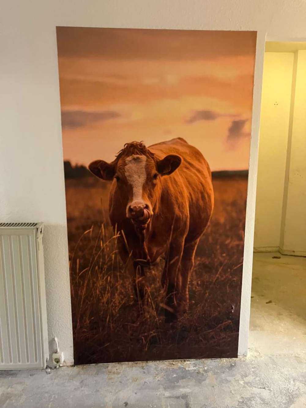 Krowa z językiem w nosie