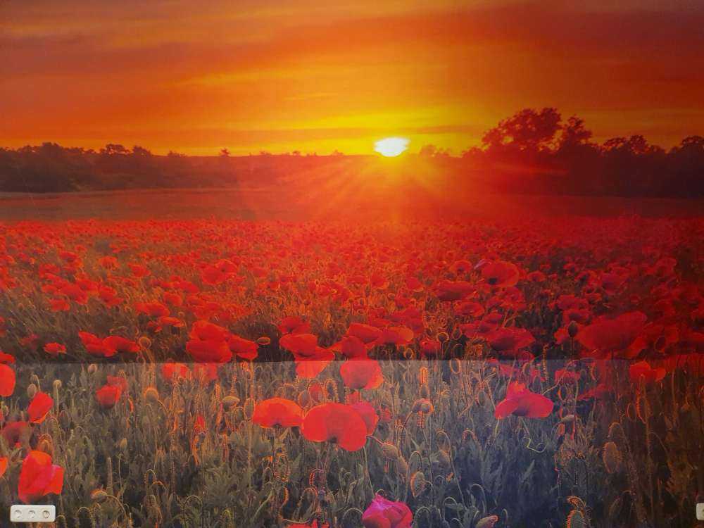 Kwitnące pole makowe