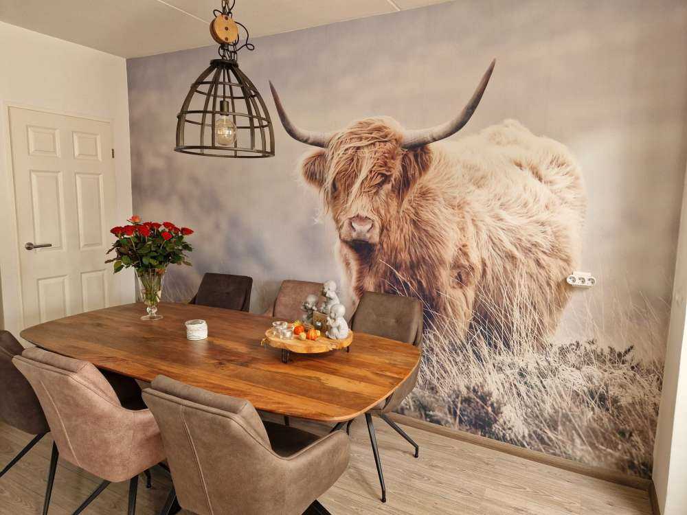 Szkocka rasa wyżynna w przyrodzie