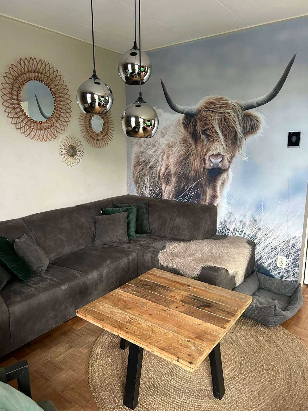 Szkocka rasa wyżynna w przyrodzie