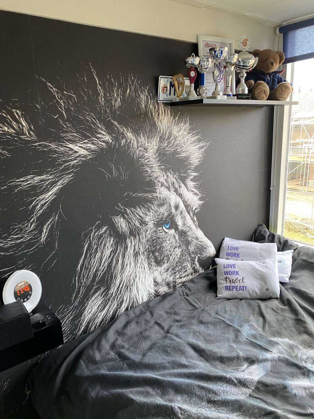 Lew z niebieskimi oczami