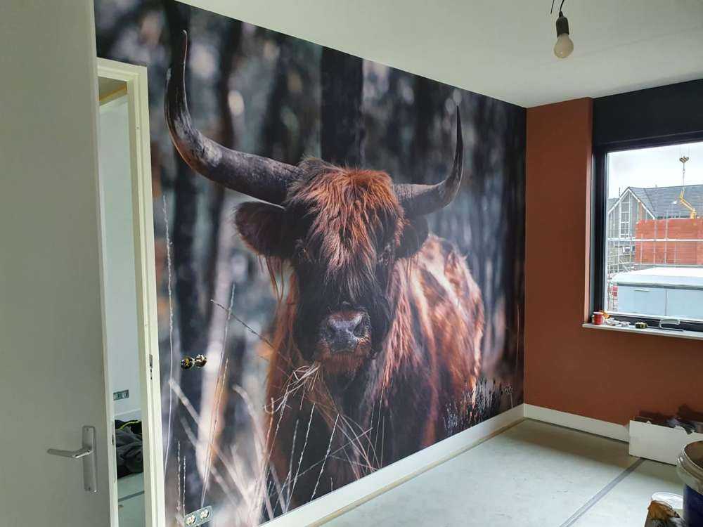 Szkocka rasa wyżynna