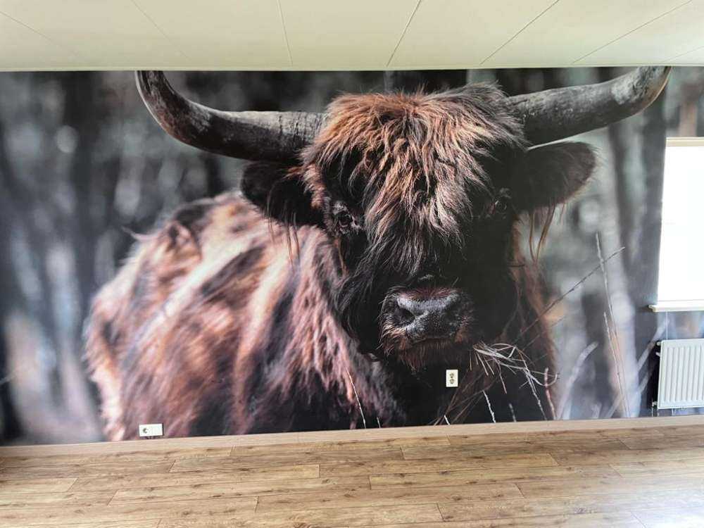 Szkocka rasa wyżynna